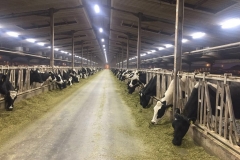 Dairy-farm-light